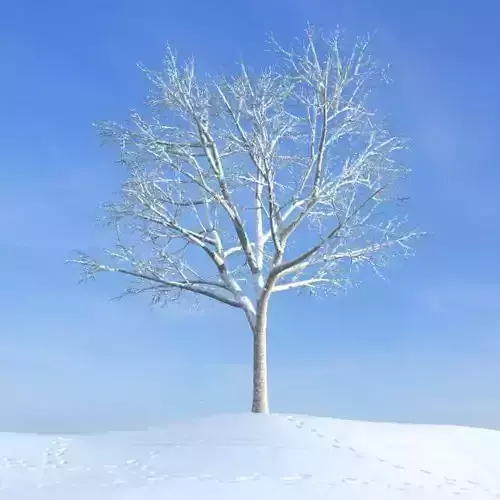 White Snowy Tree