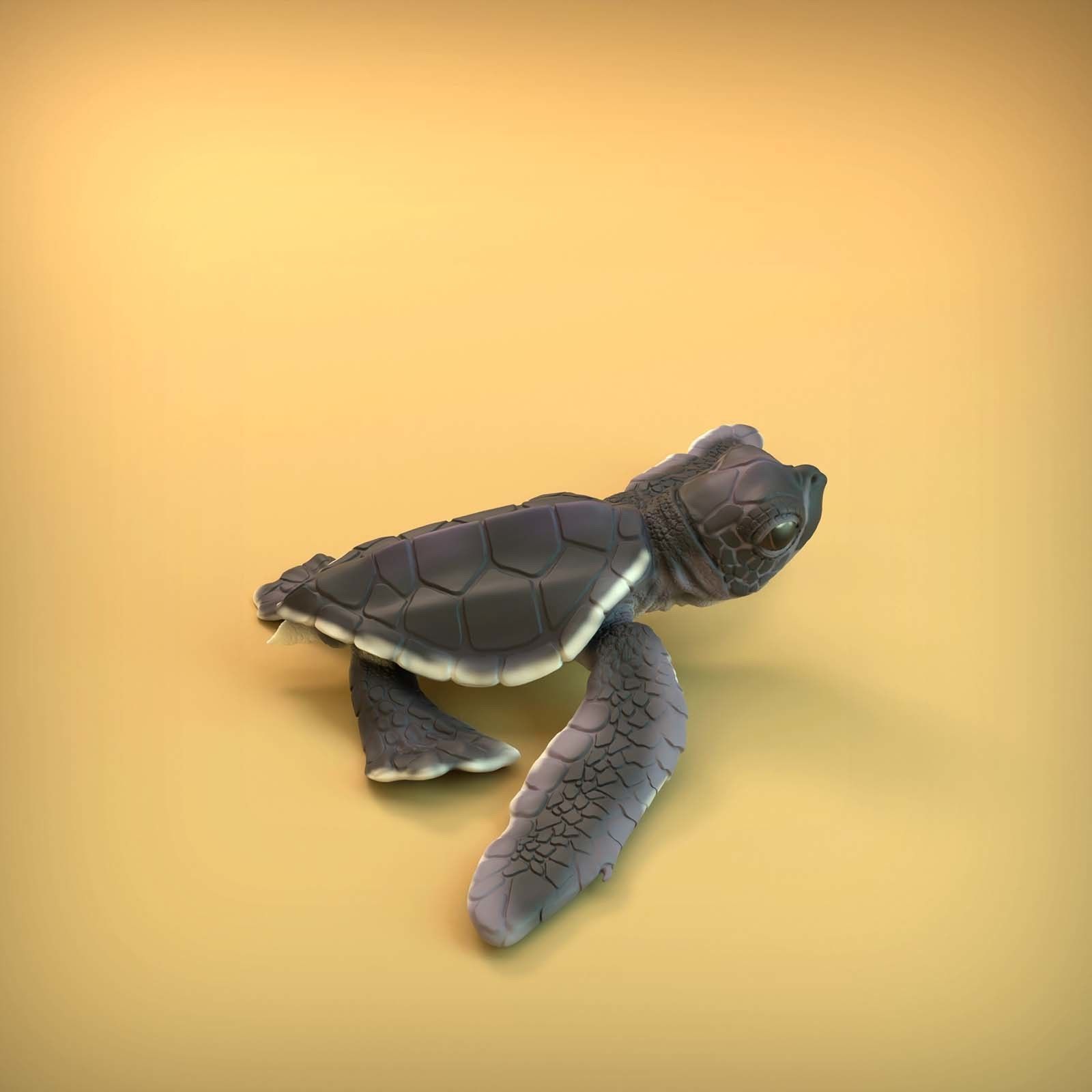 Sea Turtle Hatchling for 3D printing 3D print model_4