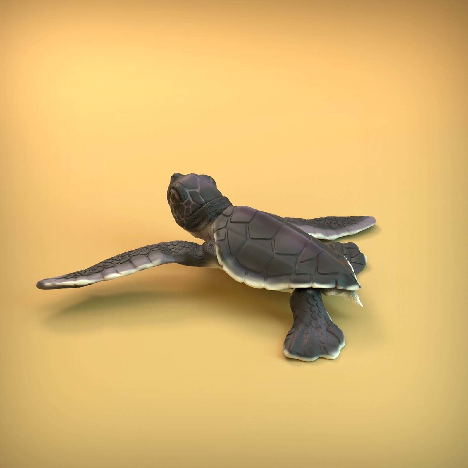 Sea Turtle Hatchling for 3D printing 3D print model_7