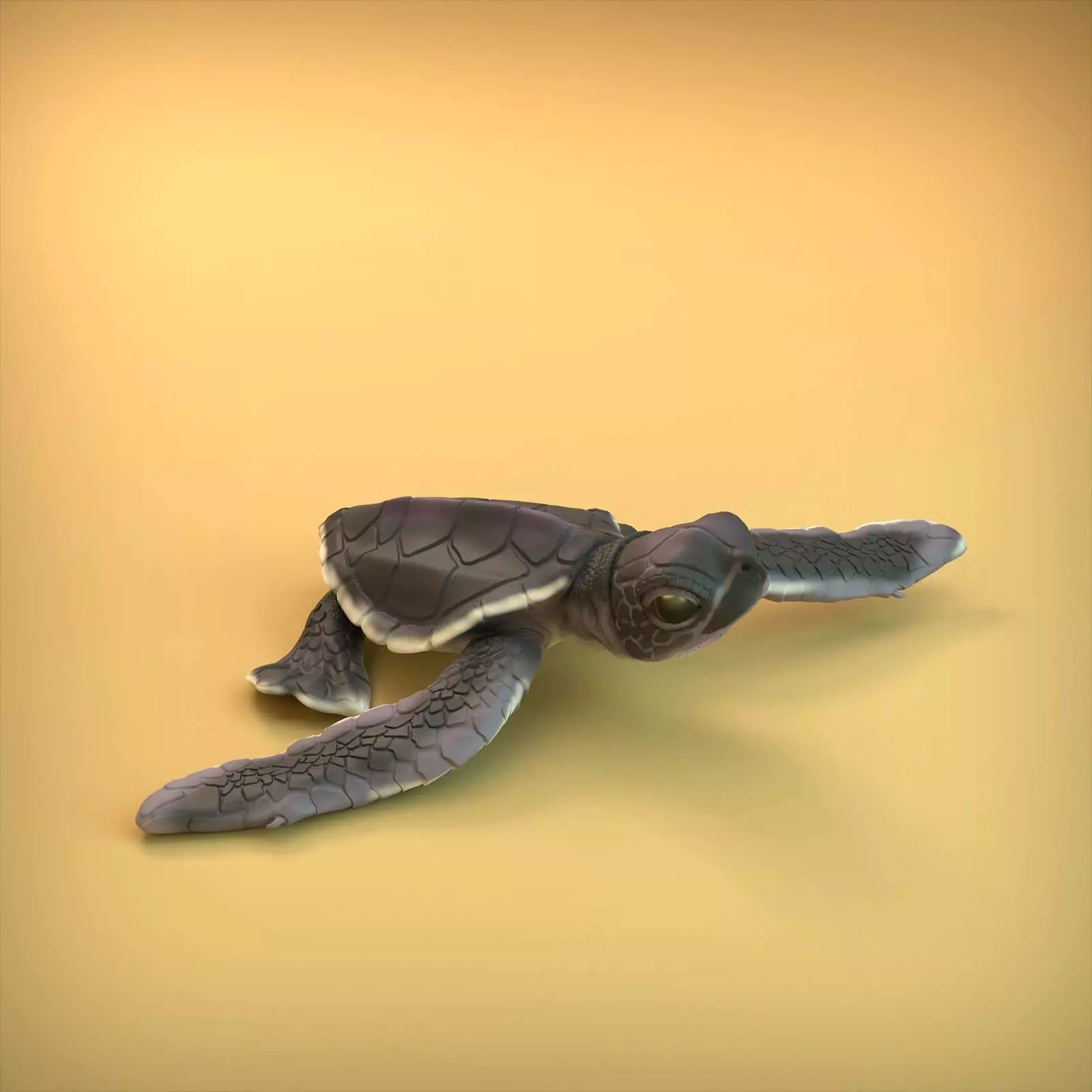 Sea Turtle Hatchling for 3D printing 3D print model_0