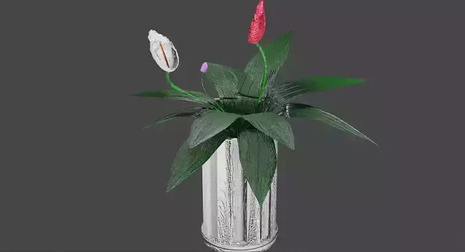 spathiphyllum flower in vase