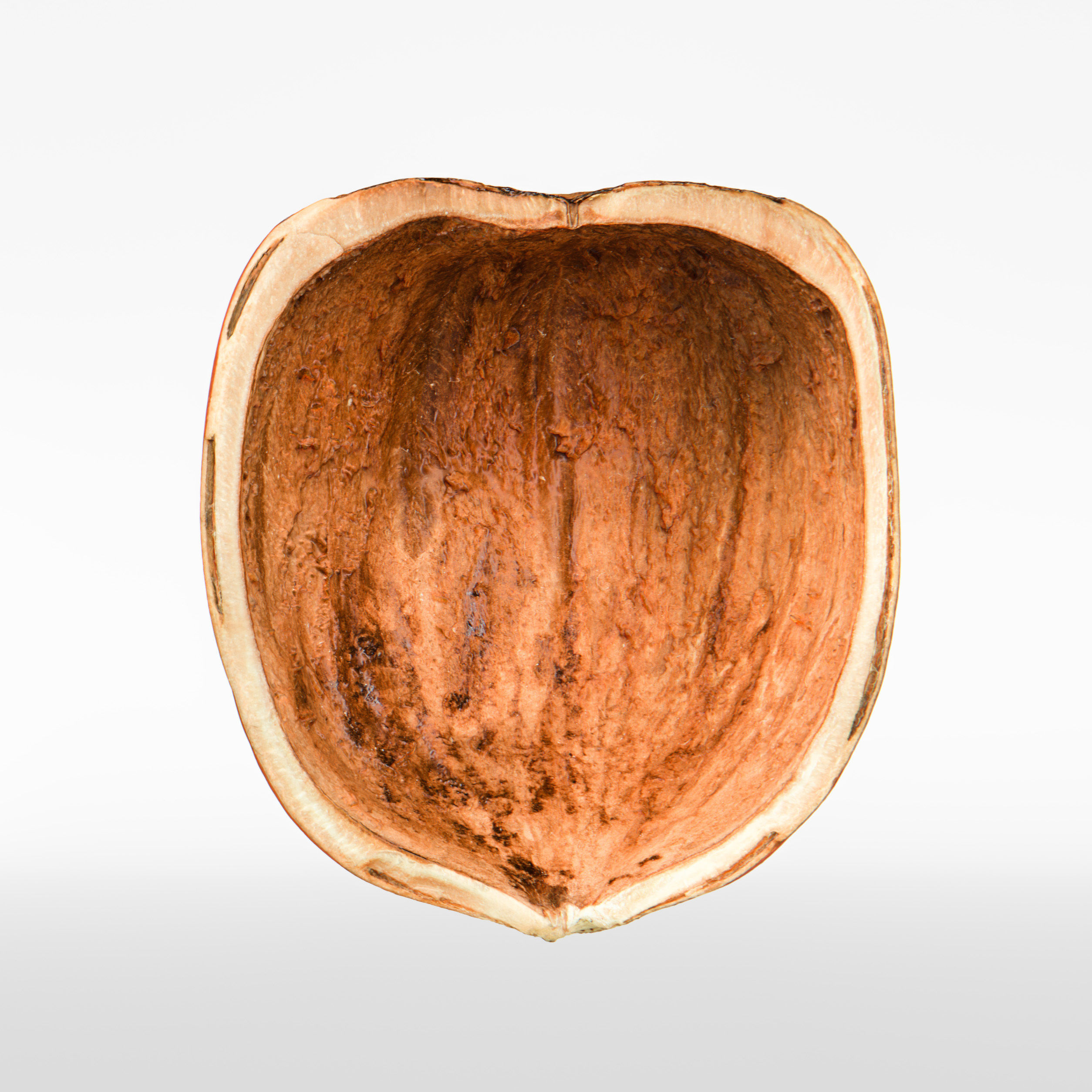 Hazelnut 3D model_7