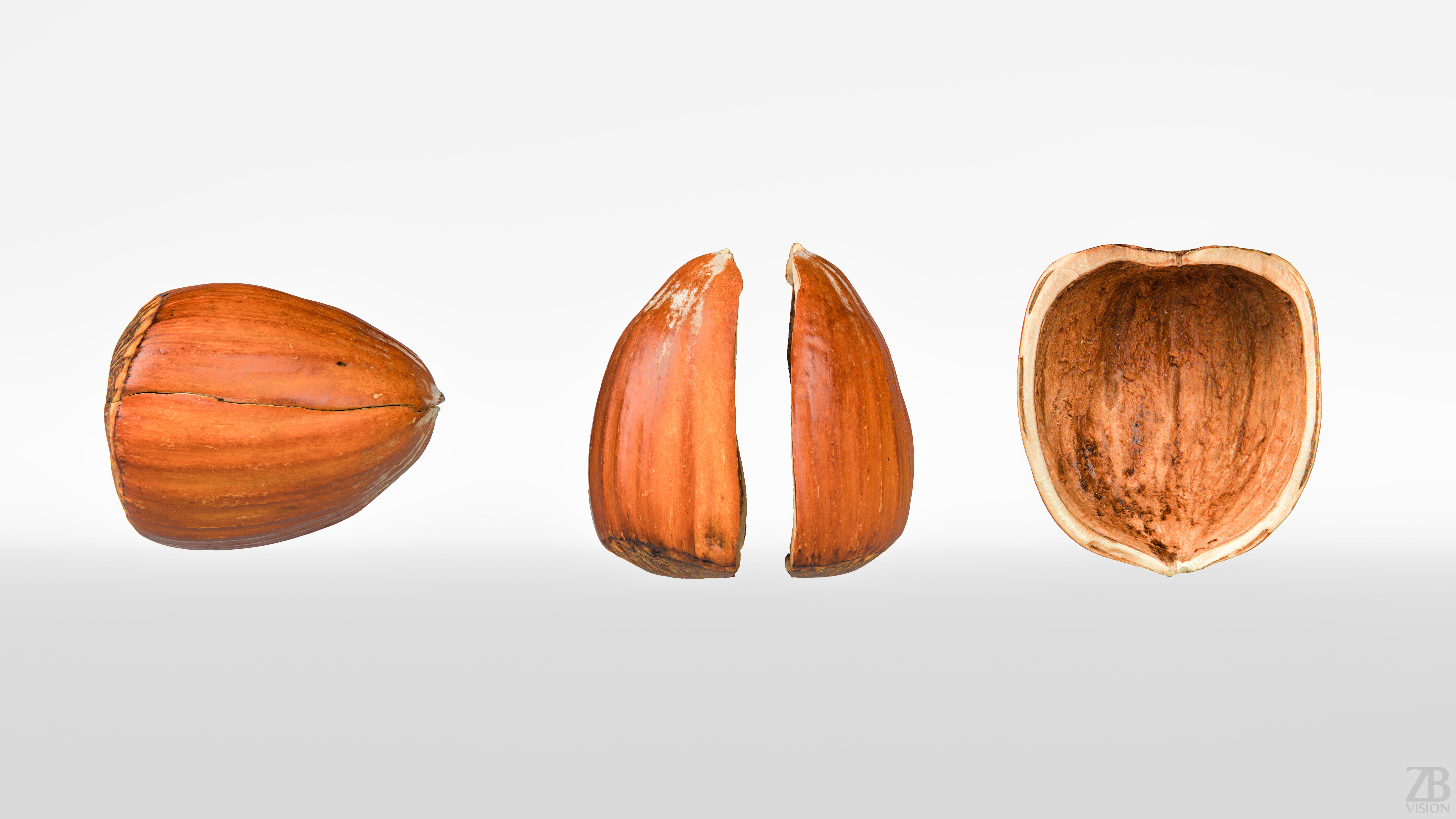 Hazelnut 3D model_4