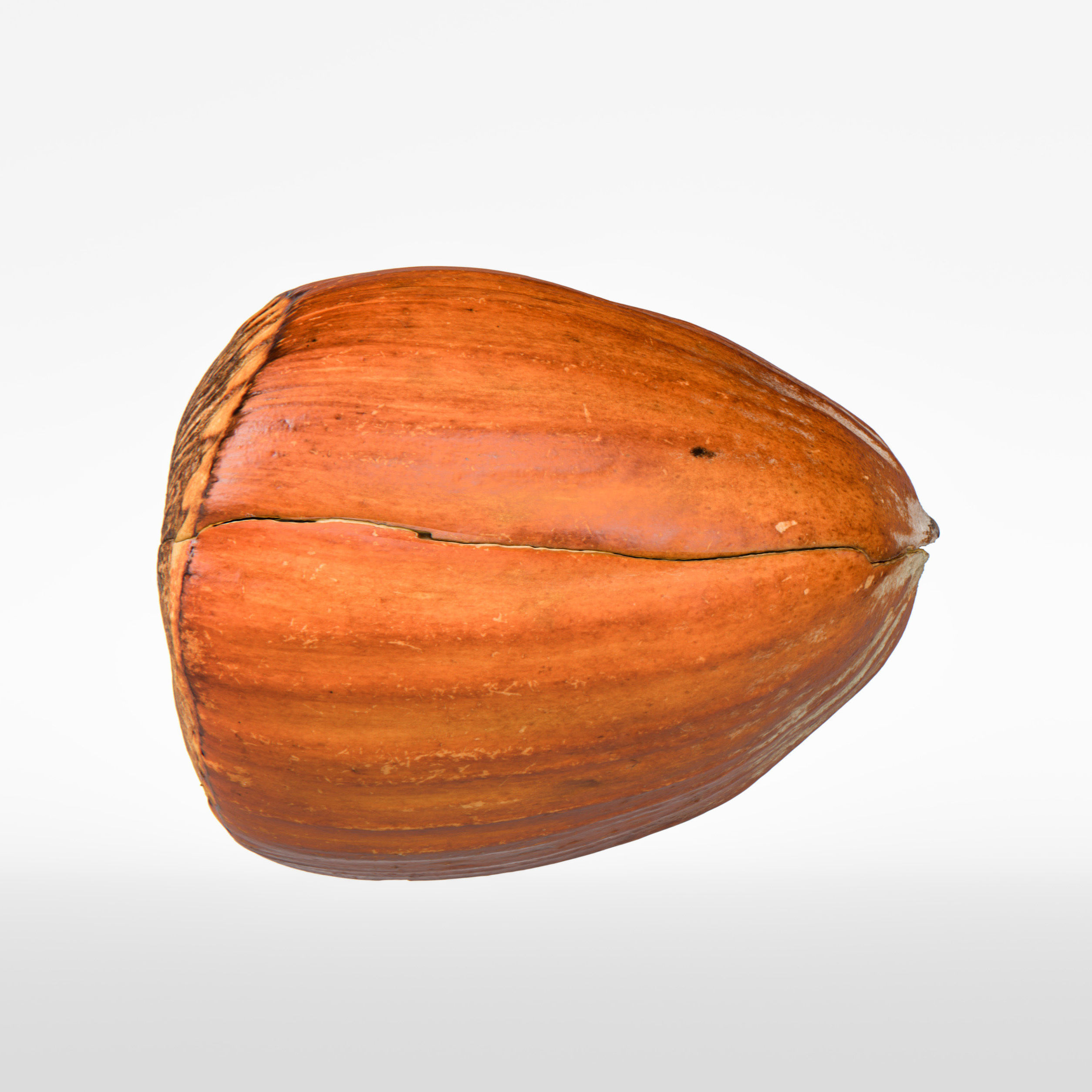 Hazelnut 3D model_5