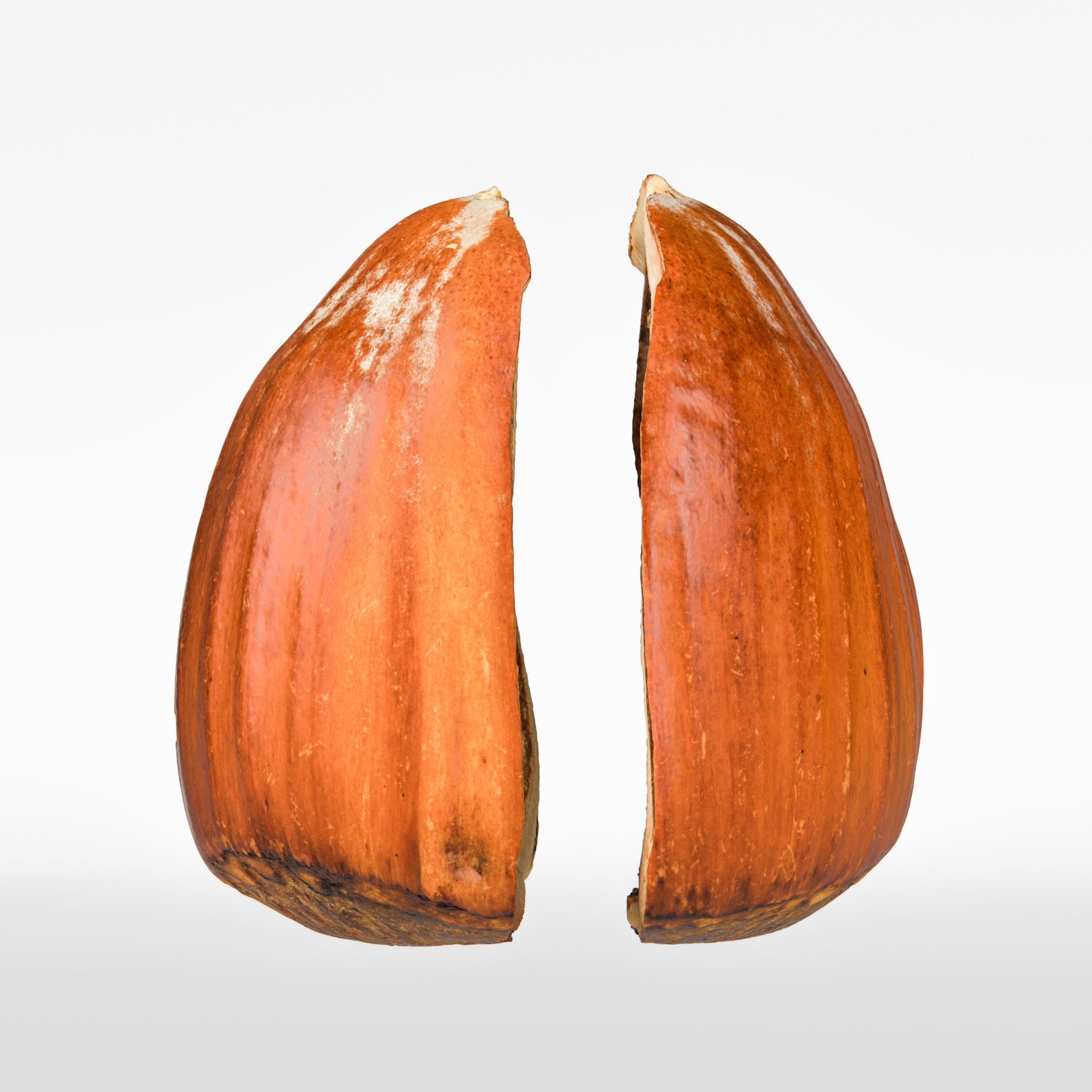Hazelnut 3D model_6