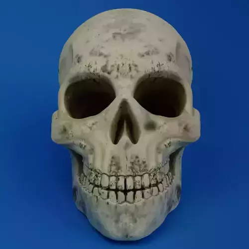 Craneo human skull