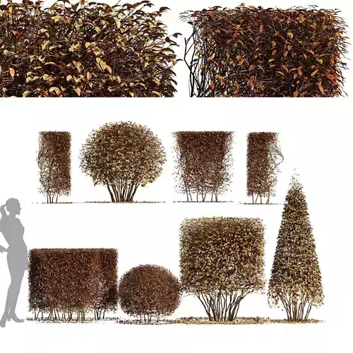 4diffrent bush Dwarf Yaupon Holly Box Spherical Cone Winter Free 3D model