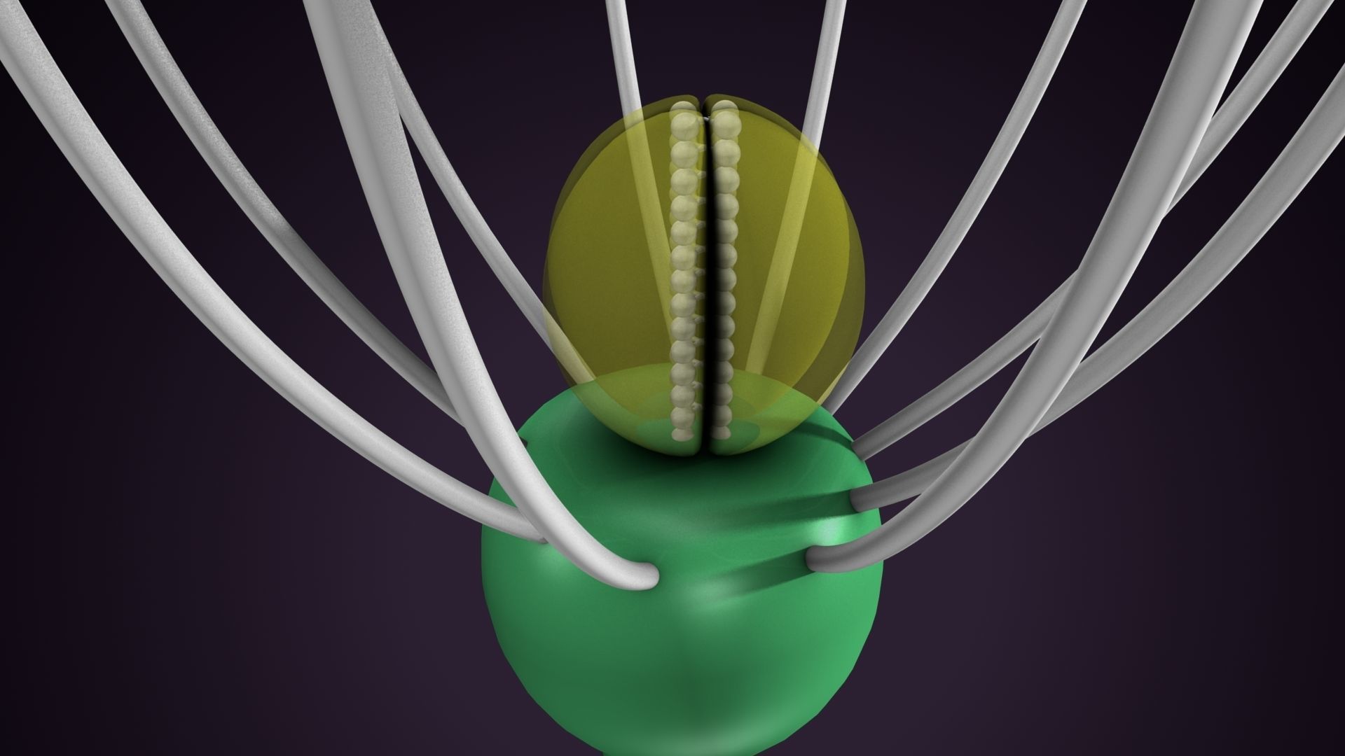 anther flower 3D model_6