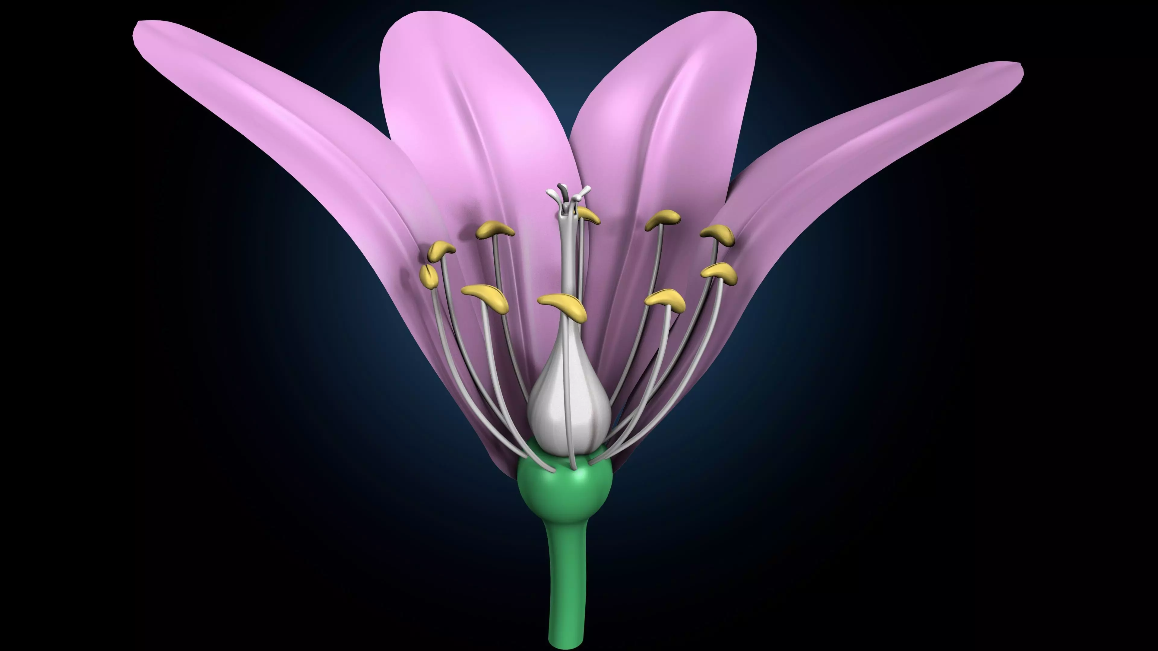 anther flower 3D model_0
