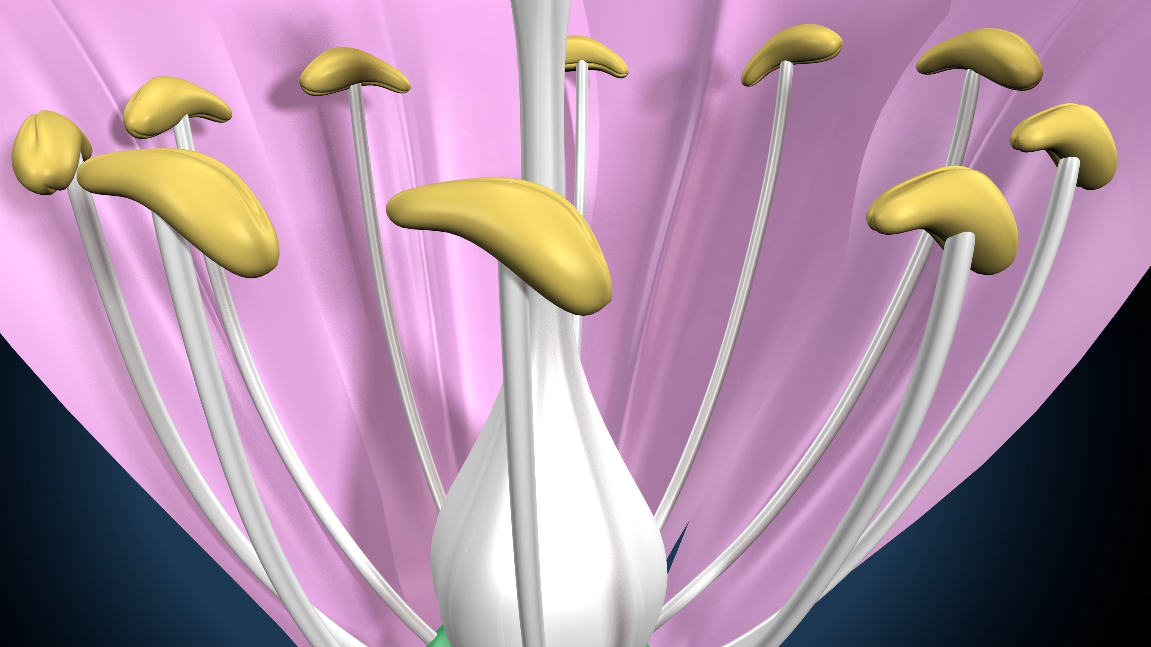 anther flower 3D model_1