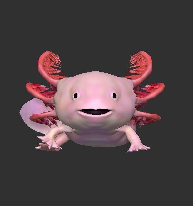 Ambystoma mexicanum 3D FIGURE  3D print model_3