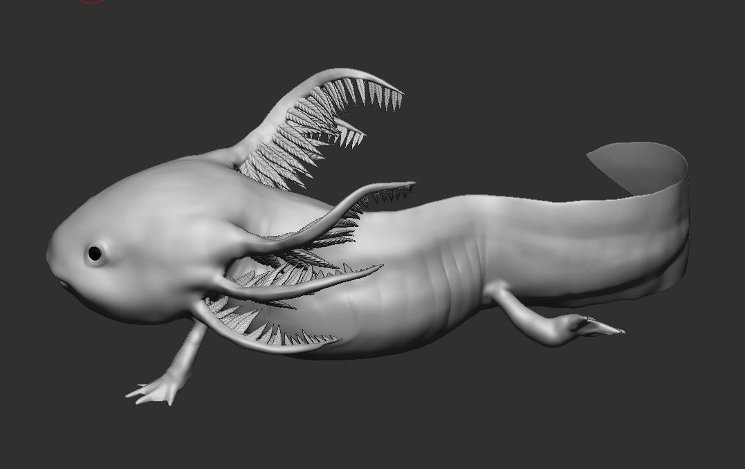 Ambystoma mexicanum 3D FIGURE  3D print model_6