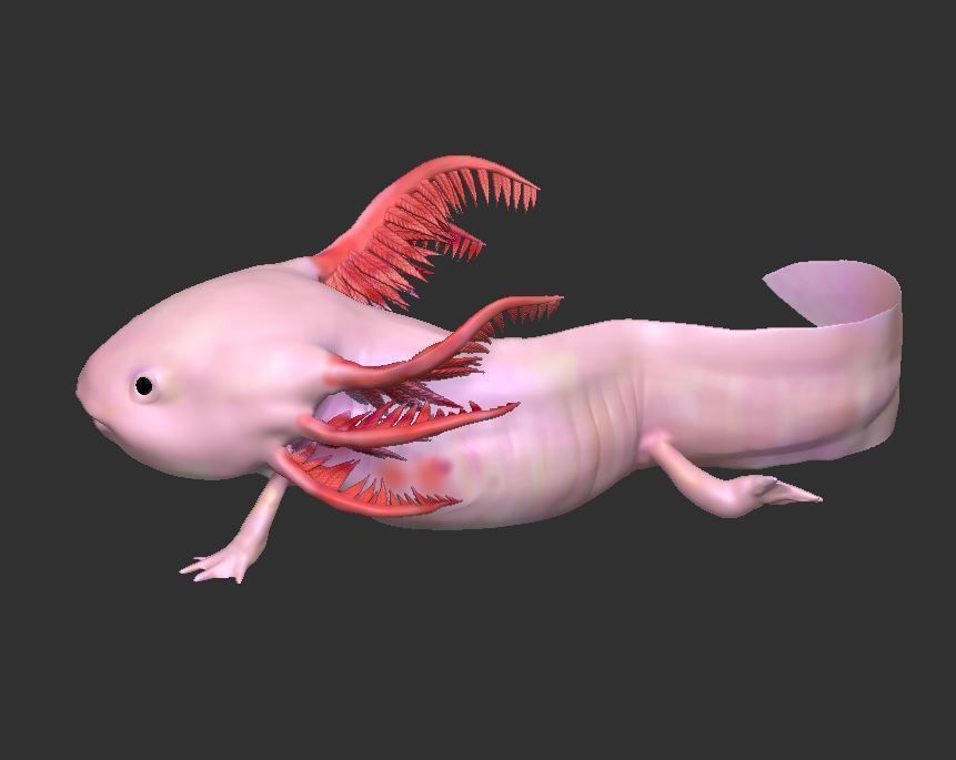 Ambystoma mexicanum 3D FIGURE  3D print model_5