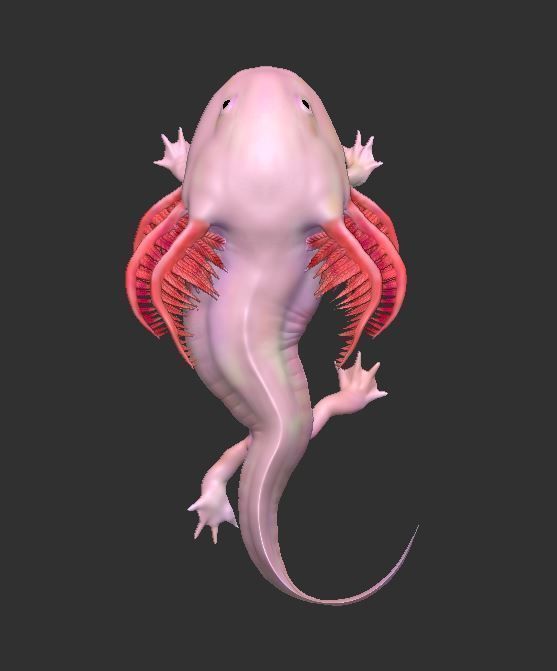 Ambystoma mexicanum 3D FIGURE  3D print model_7