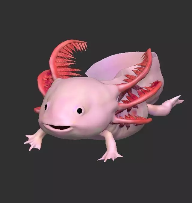 Ambystoma mexicanum 3D FIGURE  3D print model_0