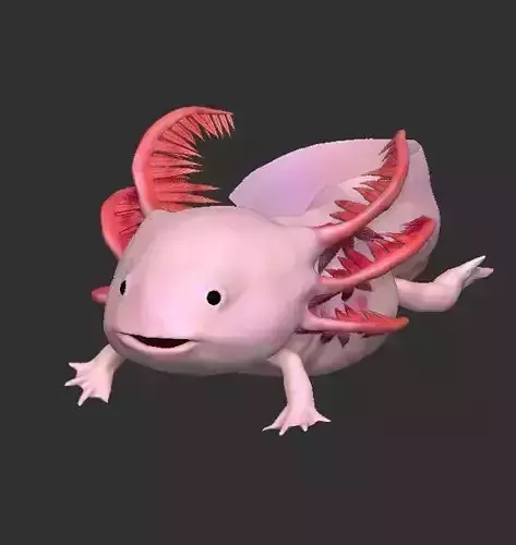 Ambystoma mexicanum 3D FIGURE 