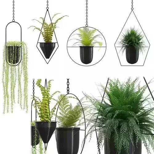 Collection of indoor plants