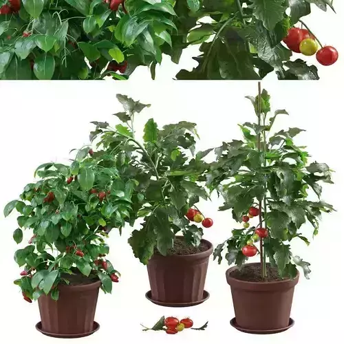 Fresh pepper and tomato plant