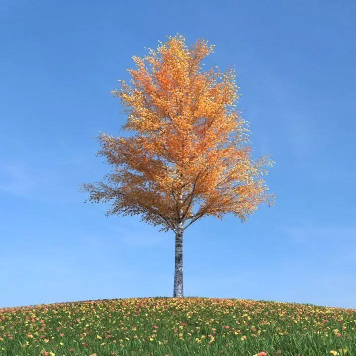 Leaf Tree In The Fall 3D model_0