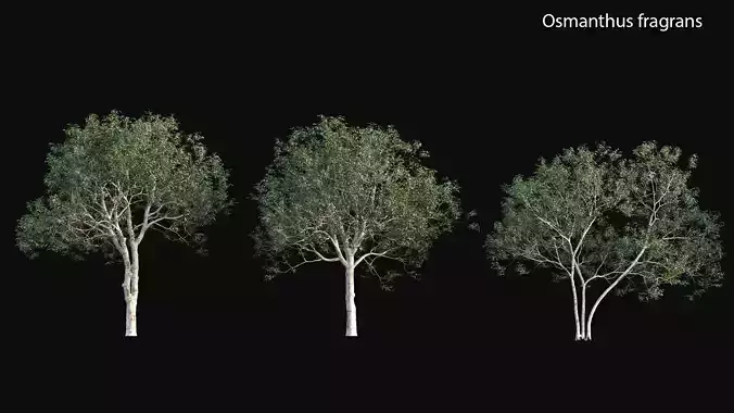 Osmanthus fragrans 3D model