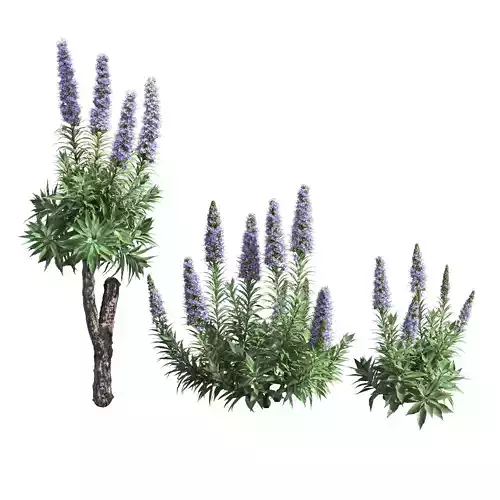 Pride of Madeira-Echium candicans 02