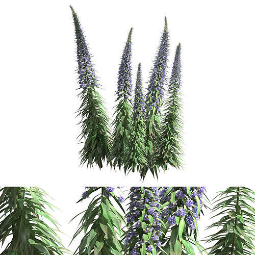 Pride of Madeira - Echium candicans 03 3D model