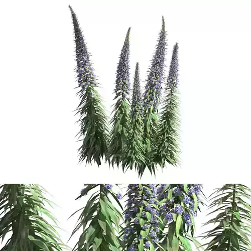 Pride of Madeira - Echium candicans 03