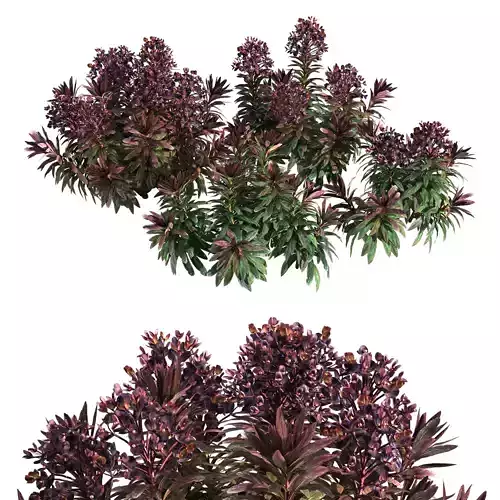 Euphorbia Blackbird 01 3D model