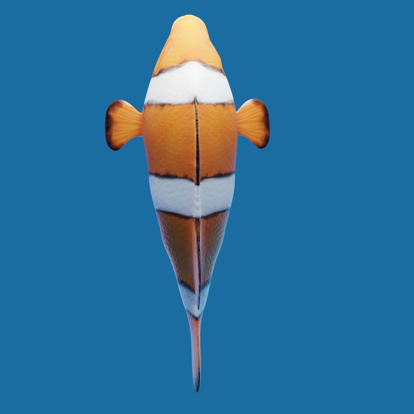 Realistic anemone clownfish ocean reef fish rigged  Low-poly 3D model_3