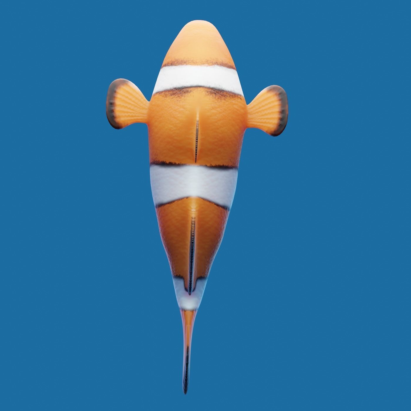 Realistic anemone clownfish ocean reef fish rigged  Low-poly 3D model_4