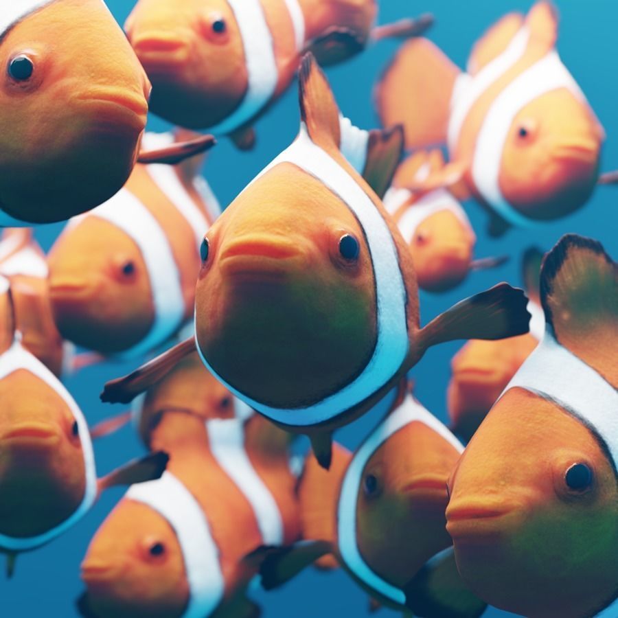 Realistic anemone clownfish ocean reef fish rigged  Low-poly 3D model_5