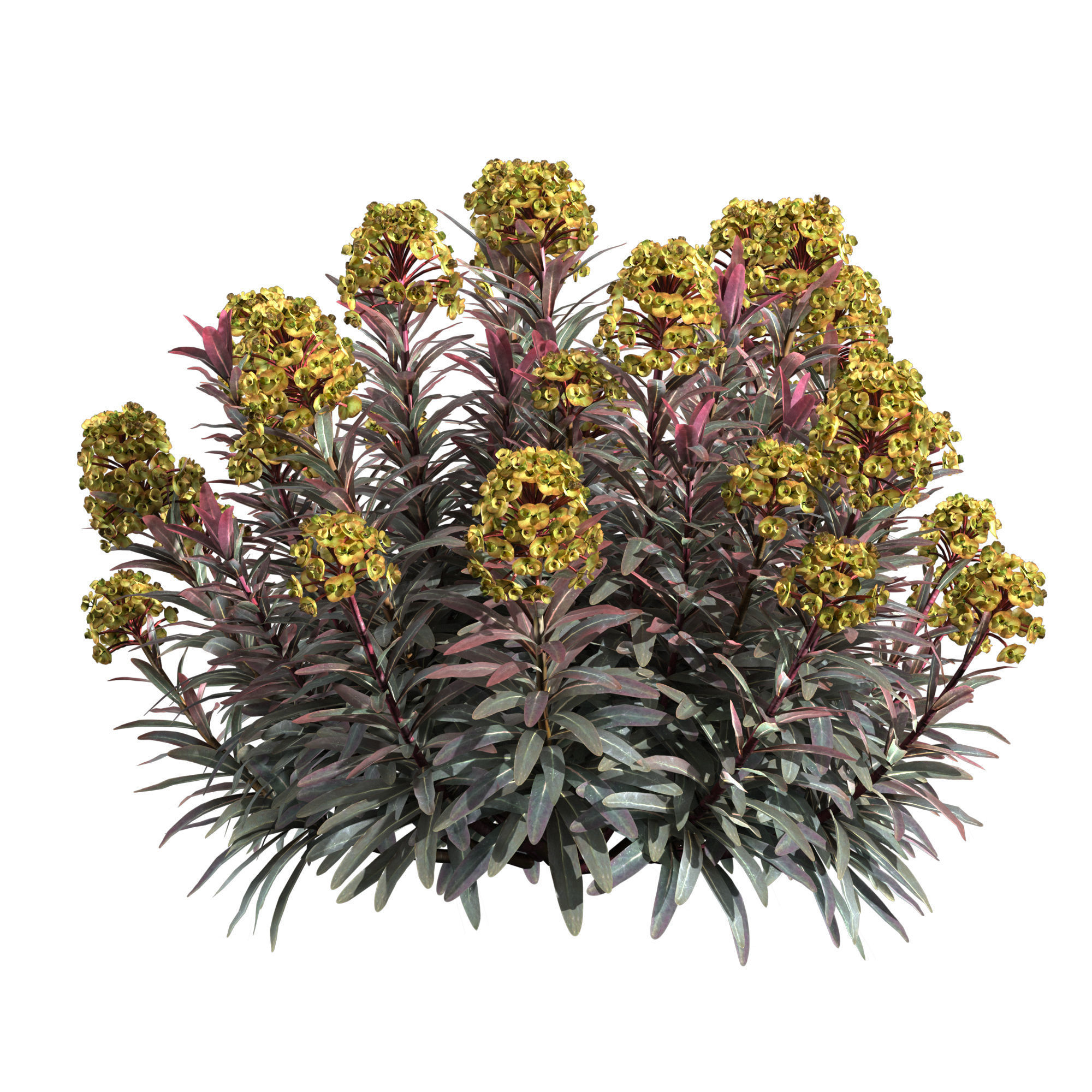 Euphorbia Blackbird 02 3D model_1