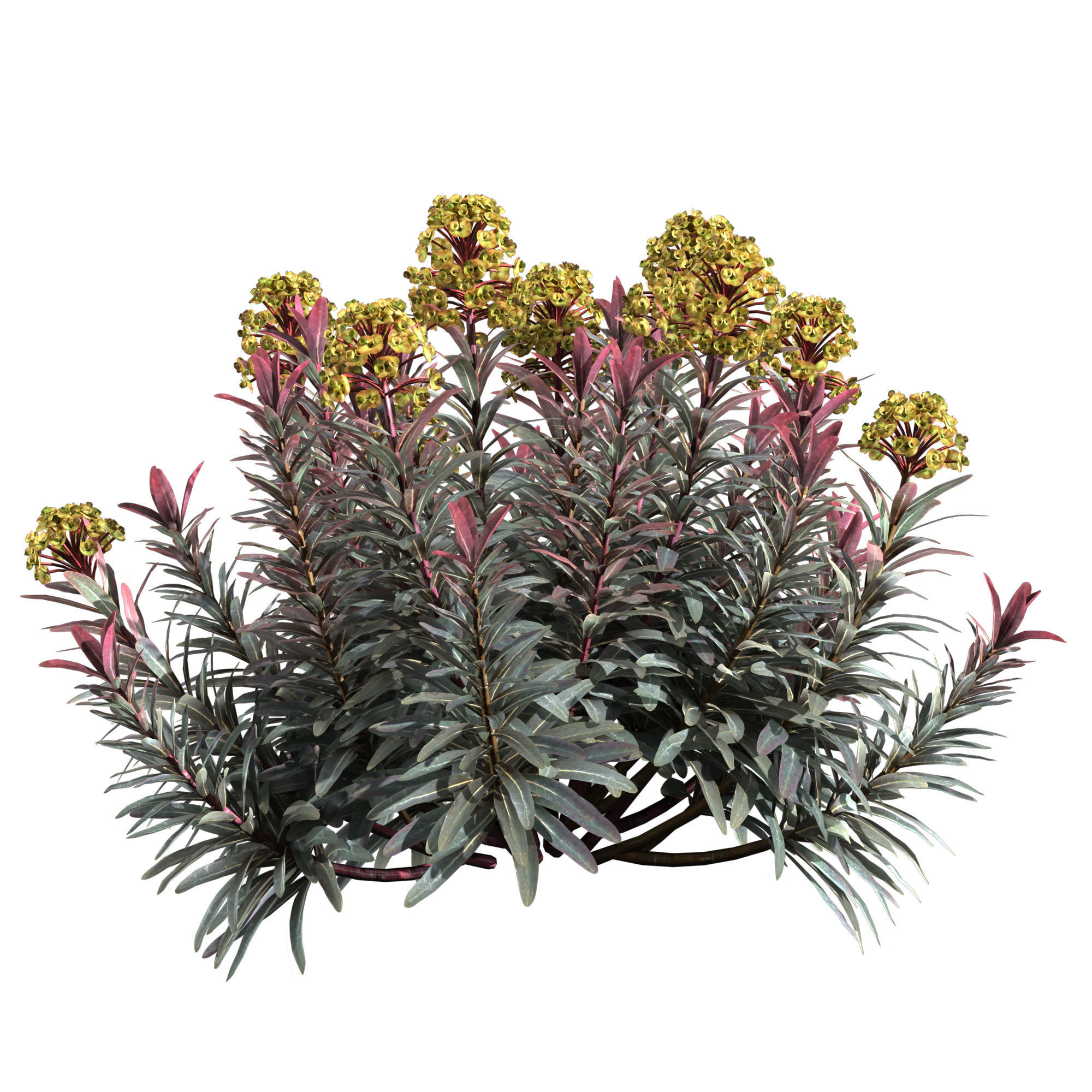 Euphorbia Blackbird 02 3D model_2