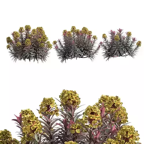 Euphorbia Blackbird 02 3D model