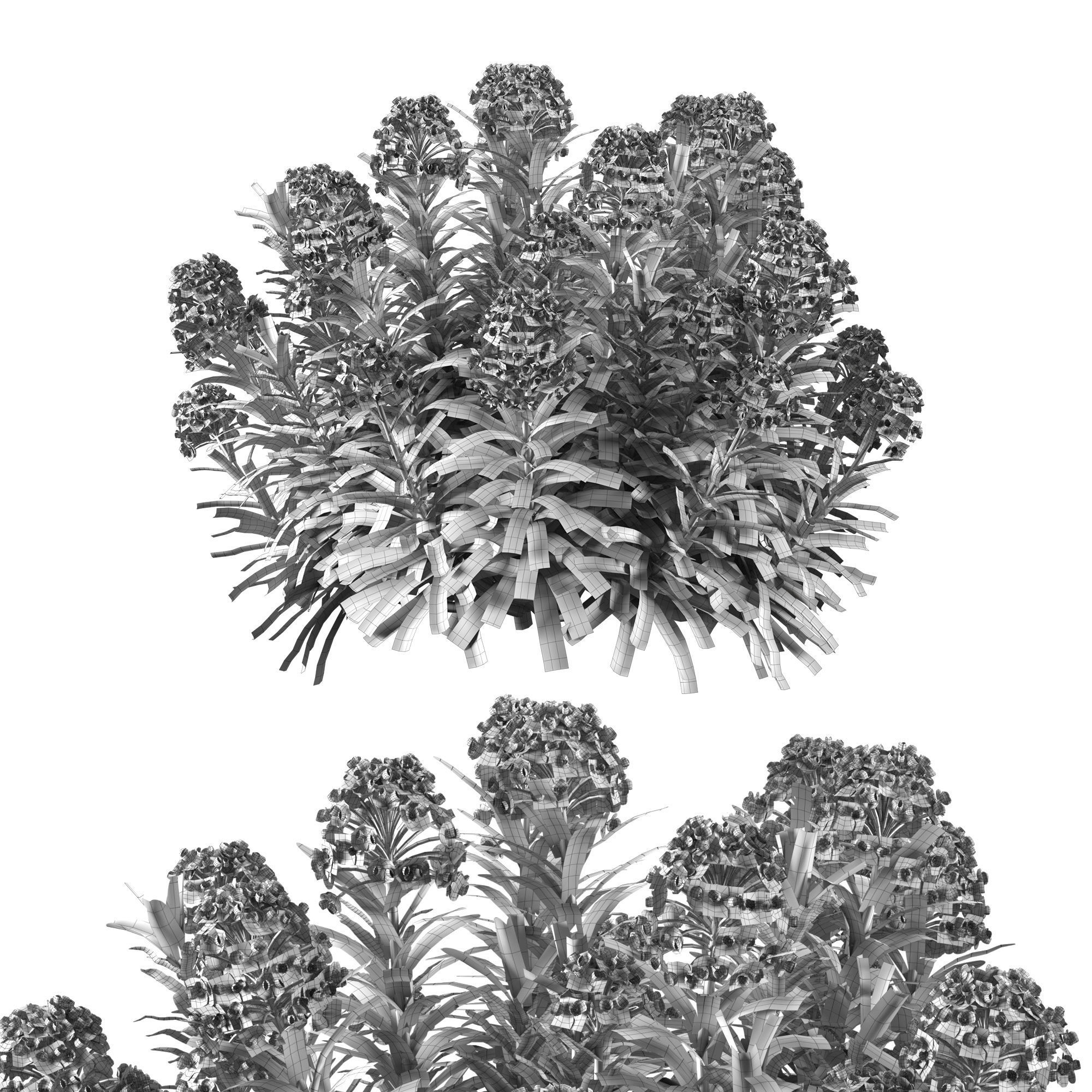 Euphorbia Blackbird 02 3D model_4