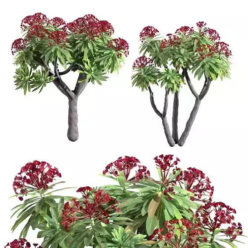 euphorbia atropurpurea