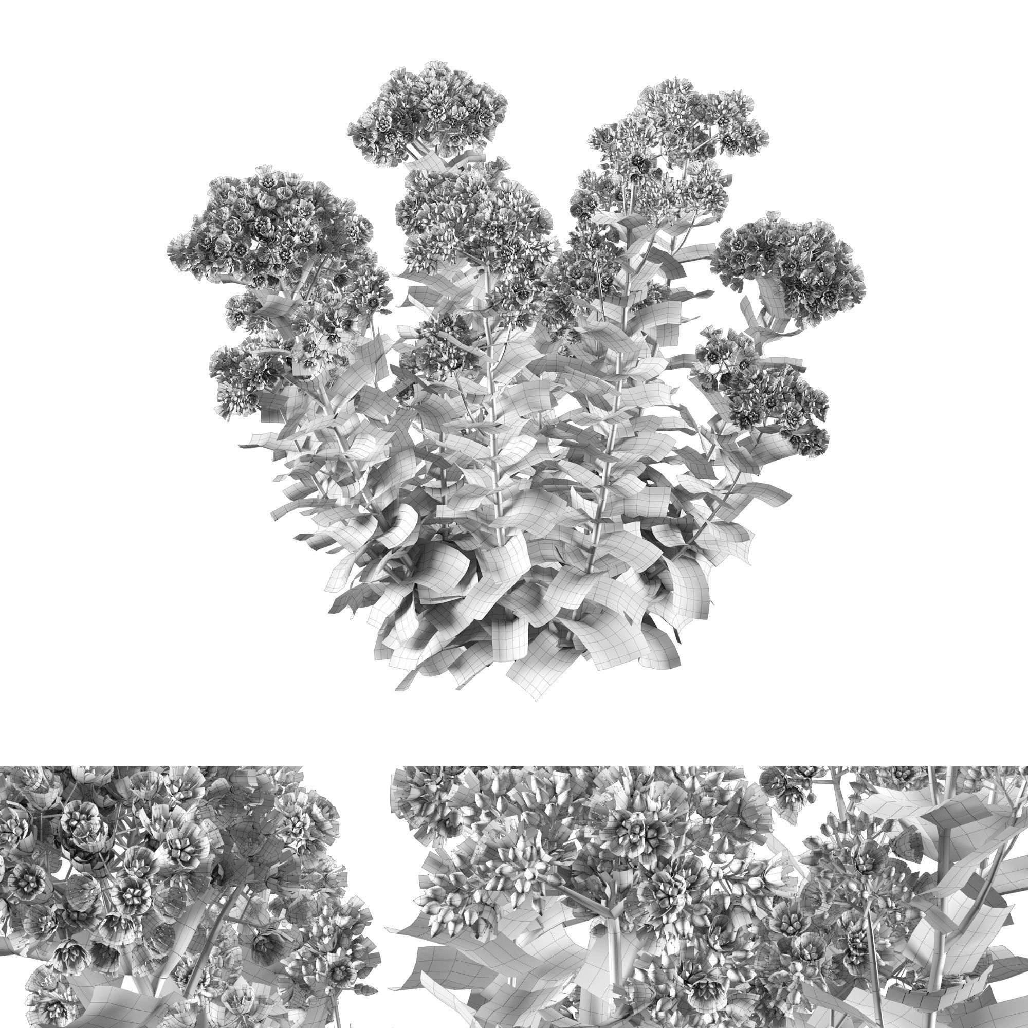 Sedum Autumn Charm 3D model_3