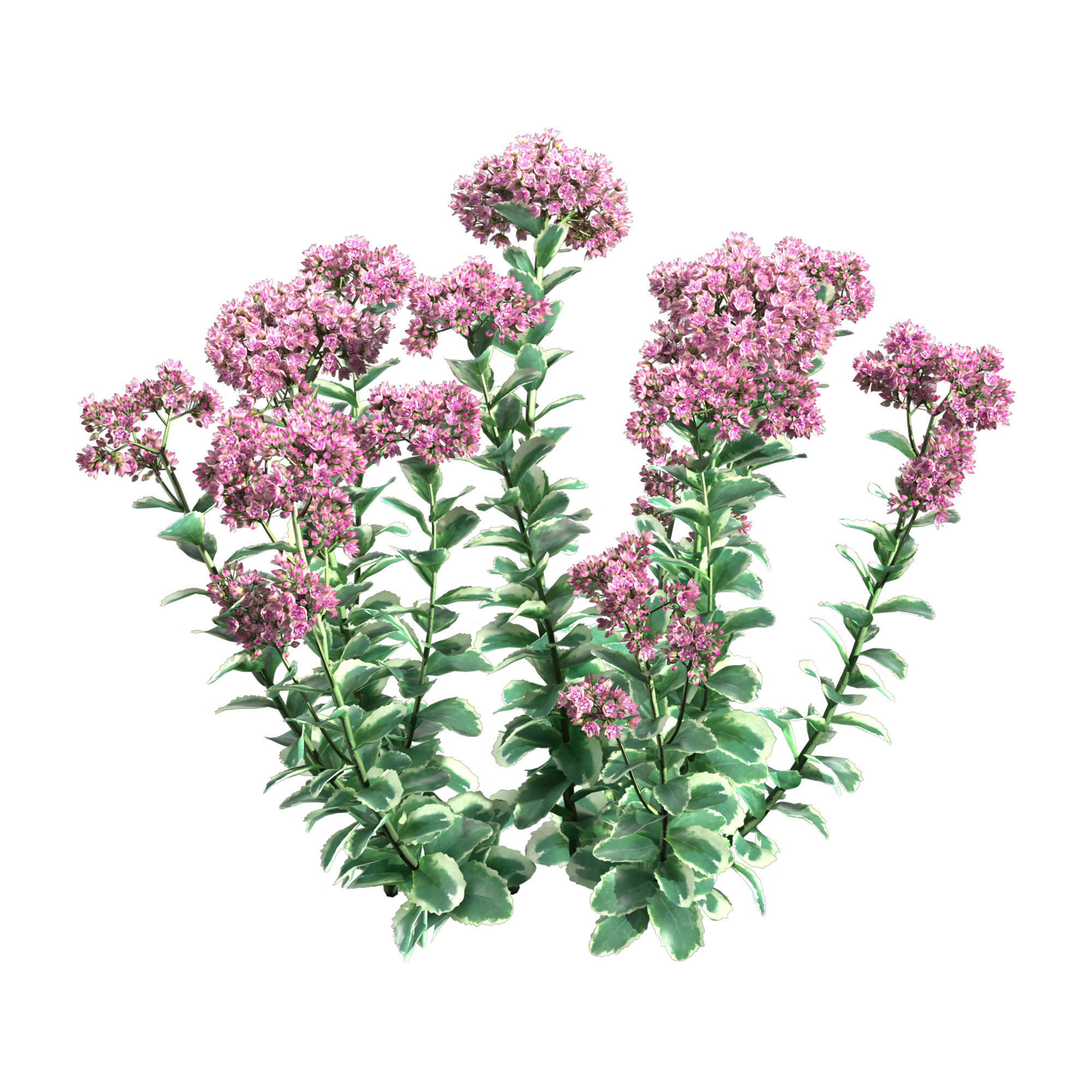 Sedum Autumn Charm 3D model_1