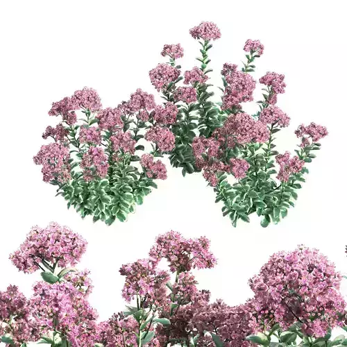 Sedum Autumn Charm 3D model