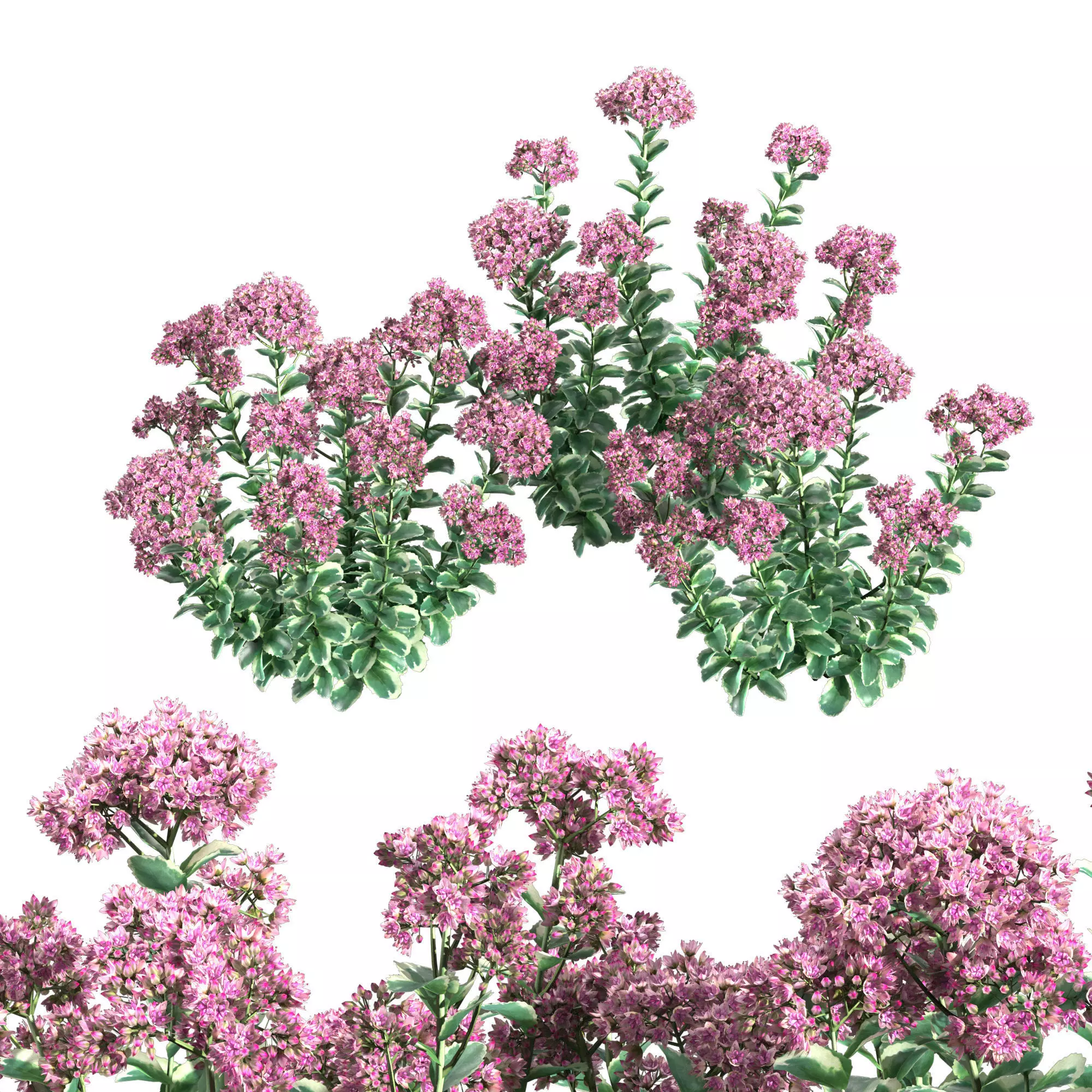 Sedum Autumn Charm 3D model_0