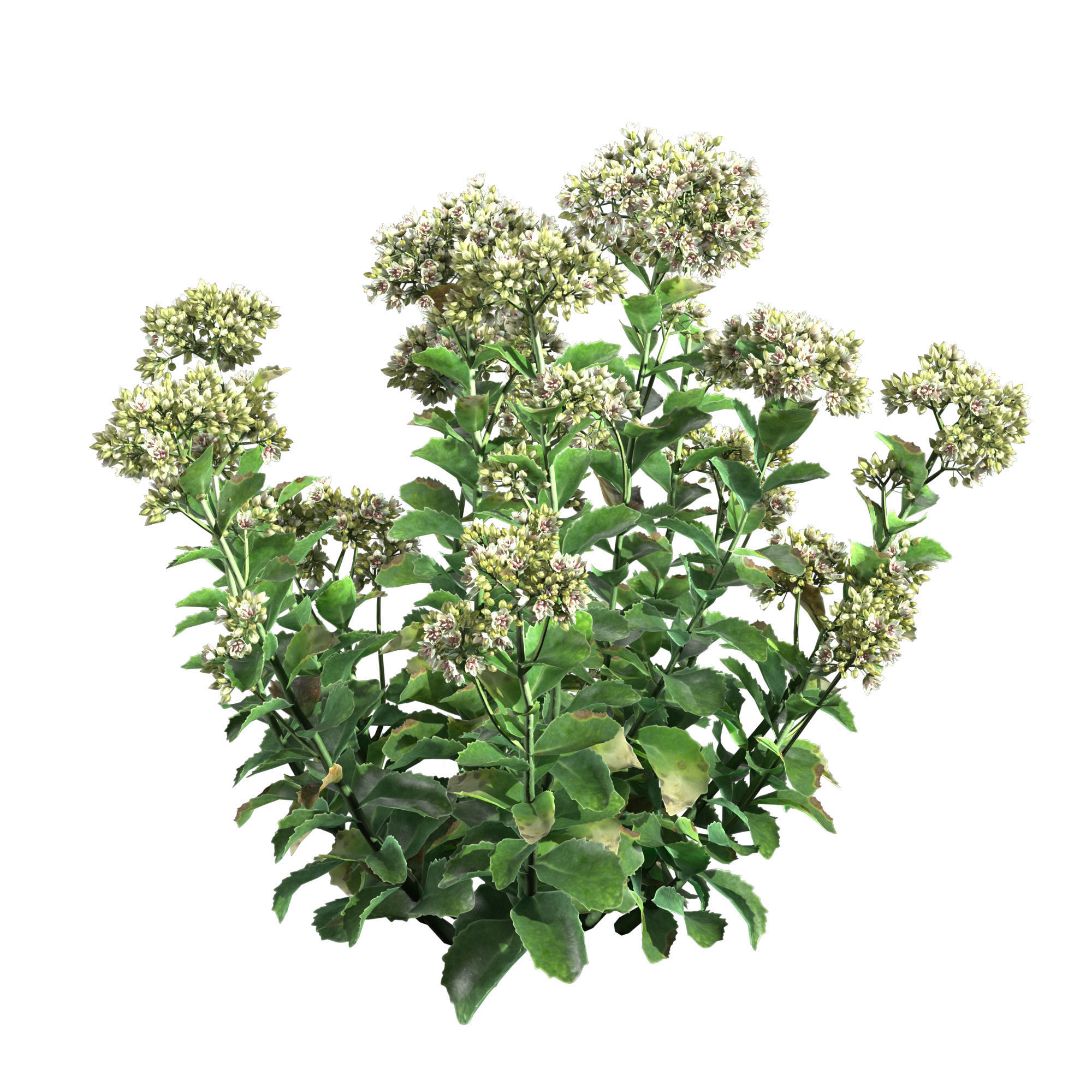 Sedum Lemonjade 3D model_3