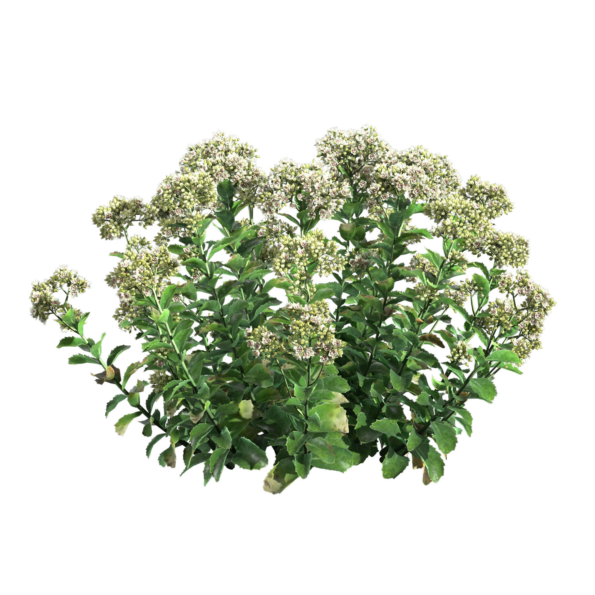Sedum Lemonjade 3D model_1