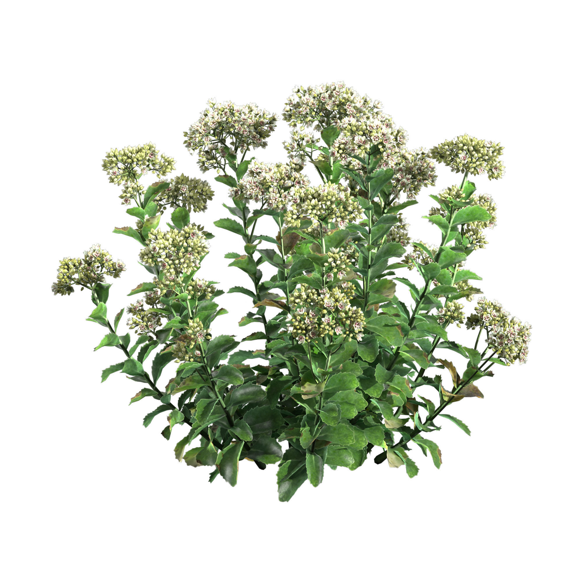 Sedum Lemonjade 3D model_2