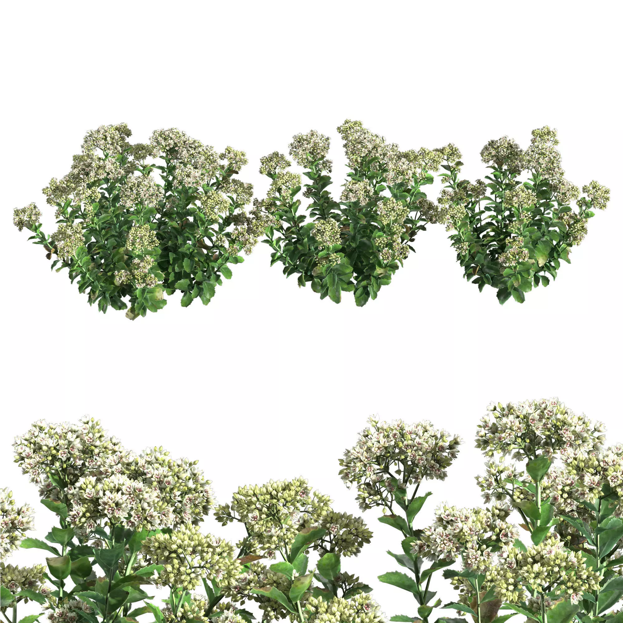 Sedum Lemonjade 3D model_0