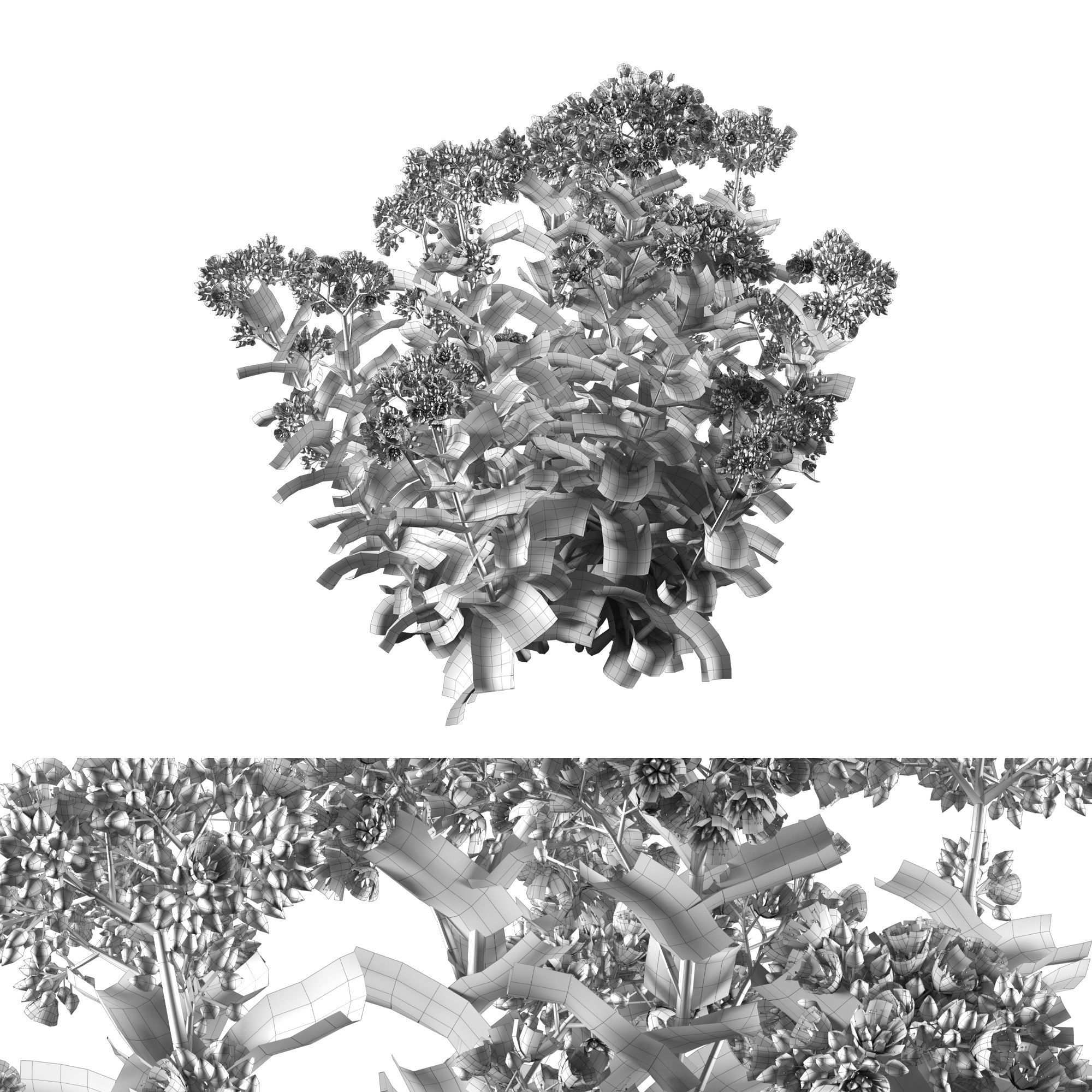 Sedum Lemonjade 3D model_4