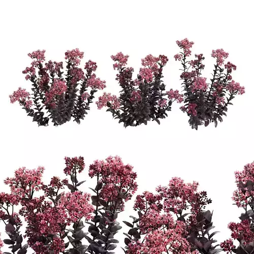 Sedum purple emperor 3D model