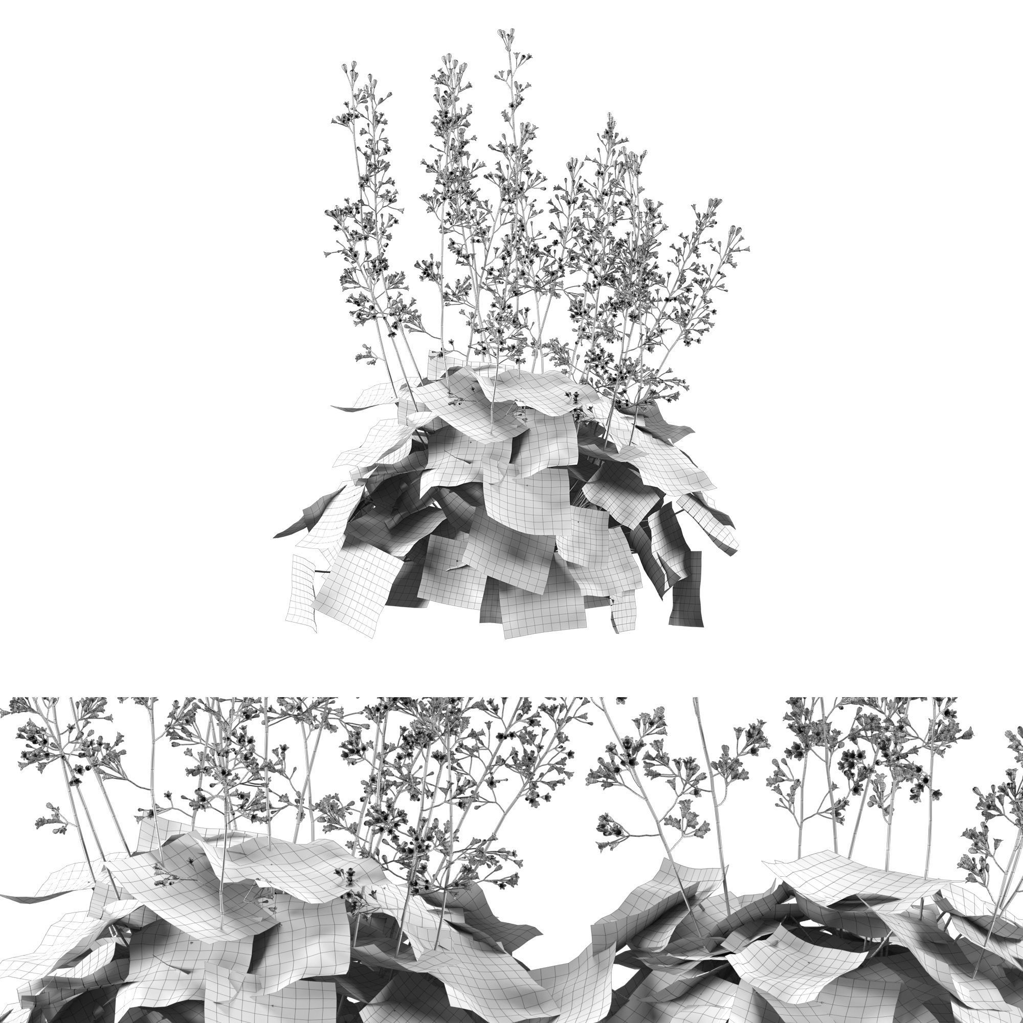 Heuchera-Coral Bellls 3D model_4