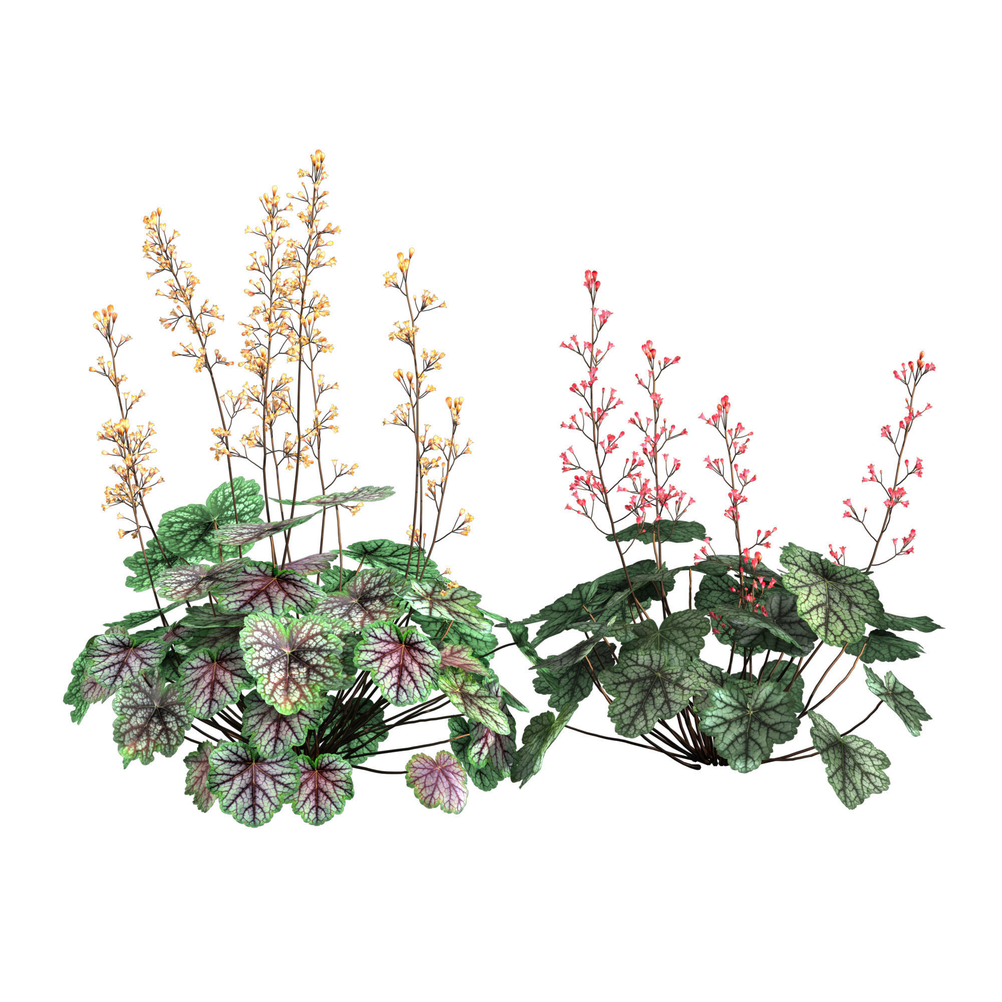 Heuchera-Coral Bellls 3D model_1