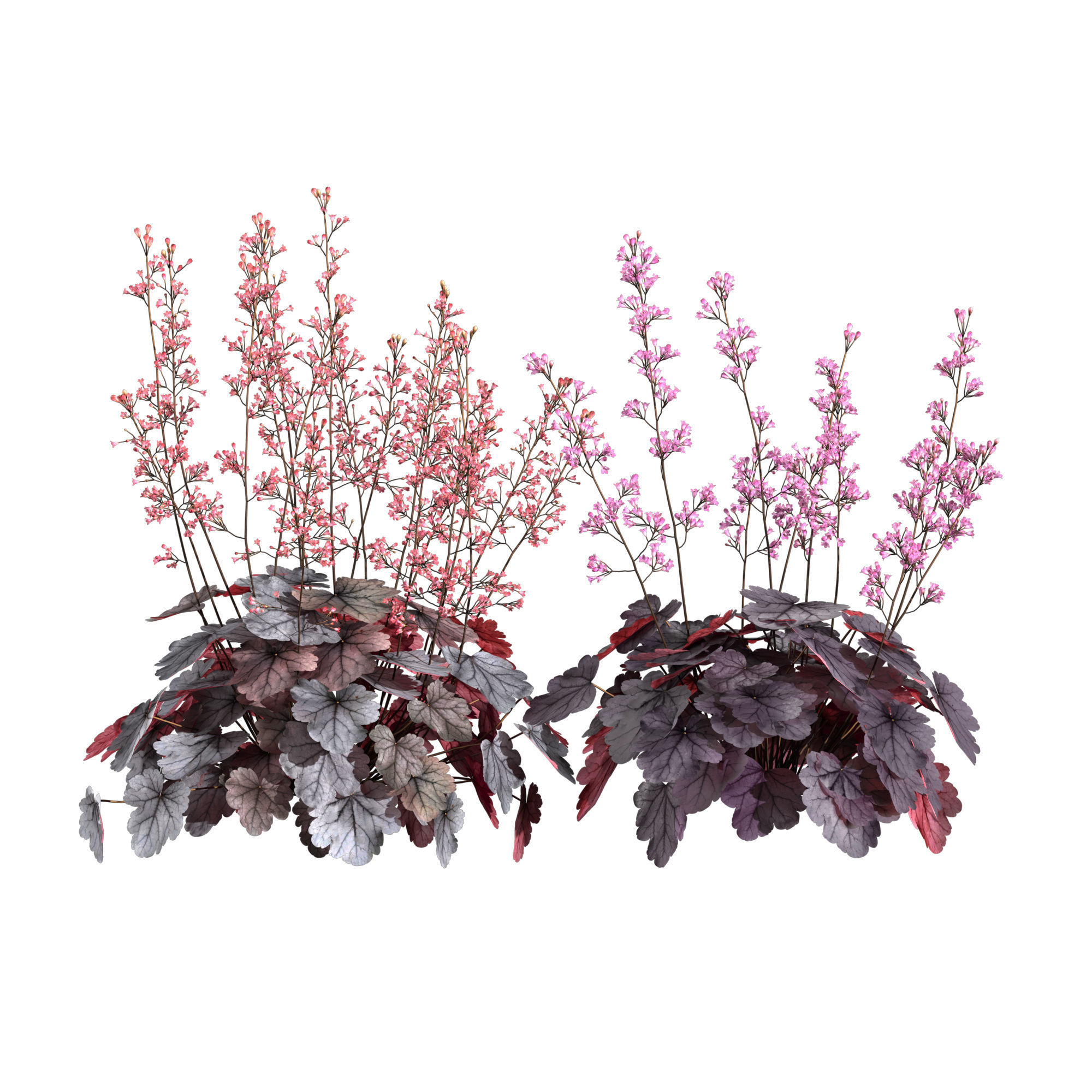 Heuchera-Coral Bellls 3D model_3