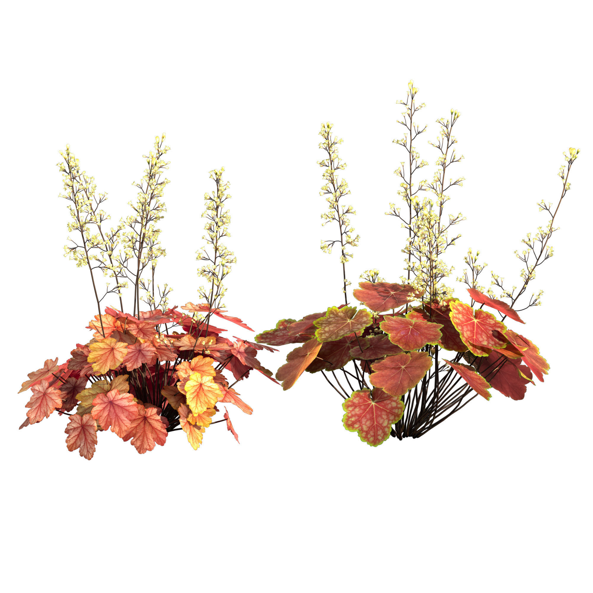 Heuchera-Coral Bellls 3D model_2